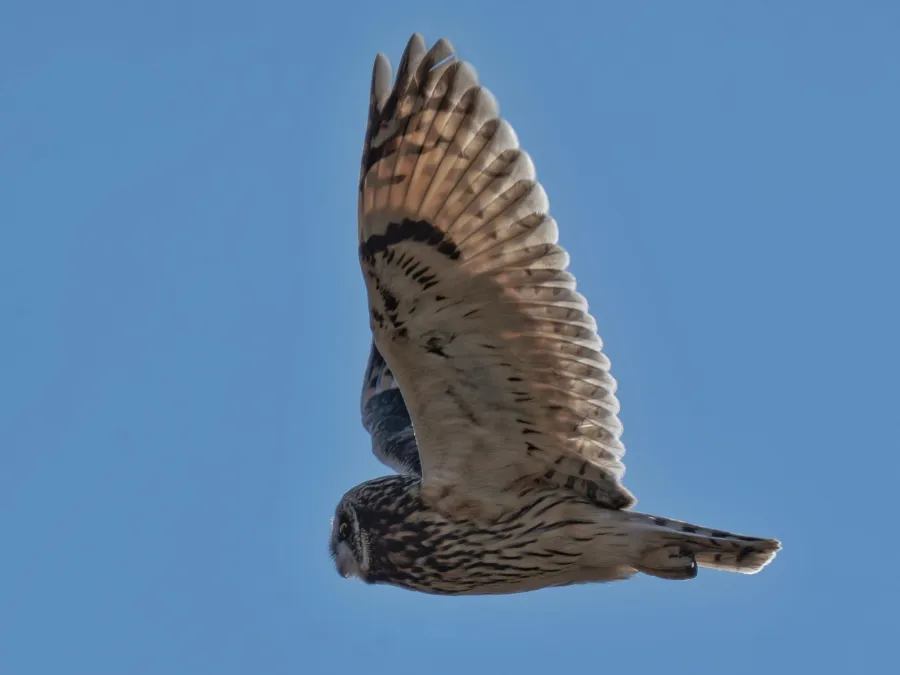 Short-eared Owl
