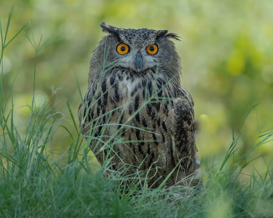 Eurasian Eagle Owl