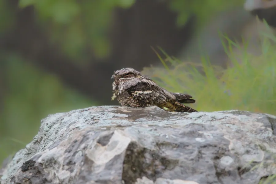 European Nightjar