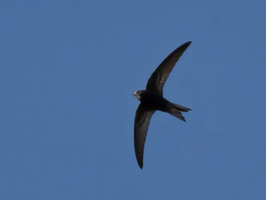 Common Swift
