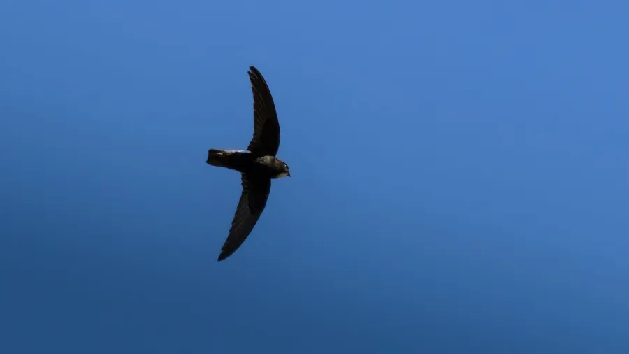 Little Swift
