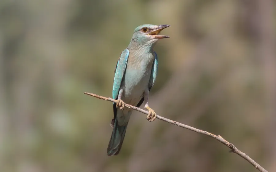 European Roller