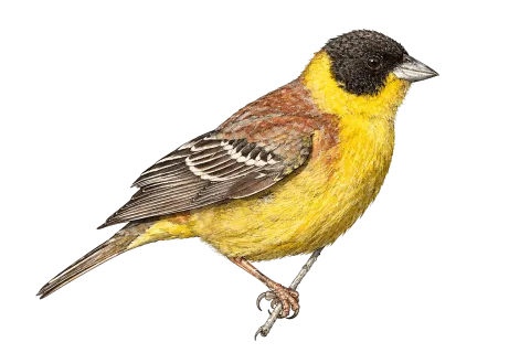 Black-headed Bunting
