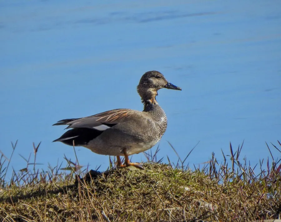 Gadwall