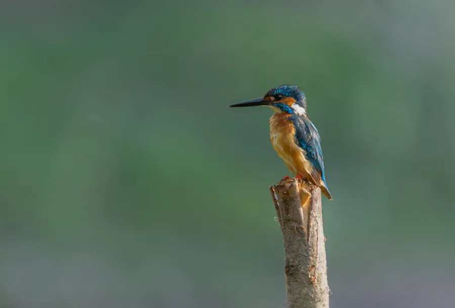 Common Kingfisher