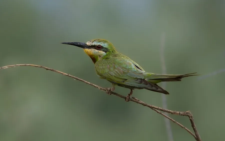Blue-cheeked Bee-eater