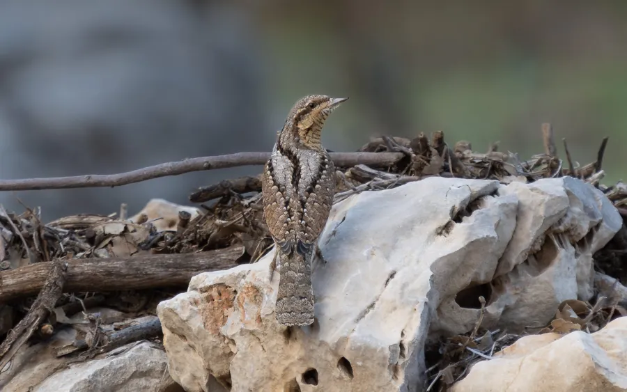 Eurasian Wryneck