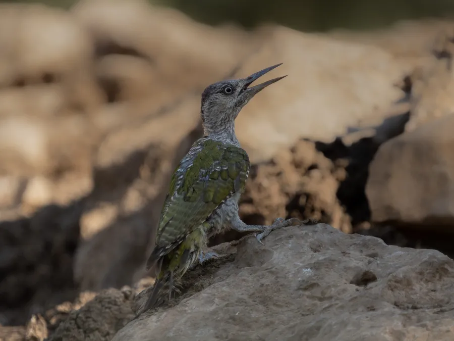 European Green Woodpecker