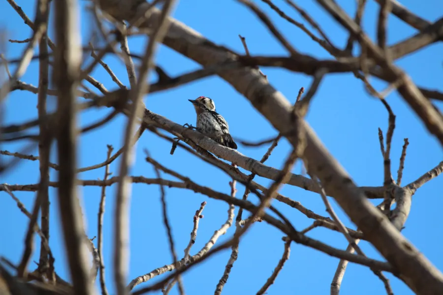 Lesser Spotted Woodpecker