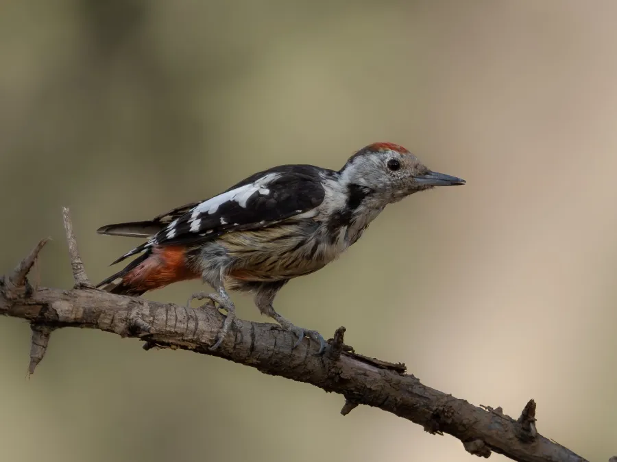 Middle Spotted Woodpecker