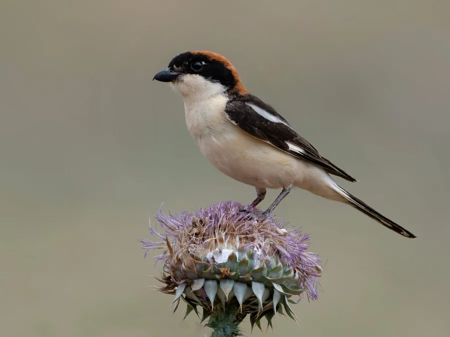 Woodchat Shrike