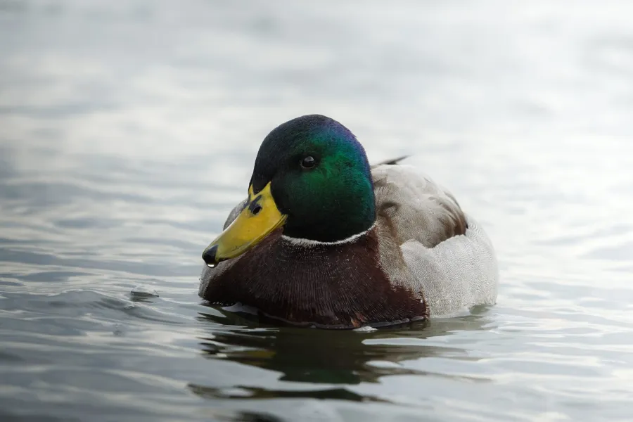 Mallard