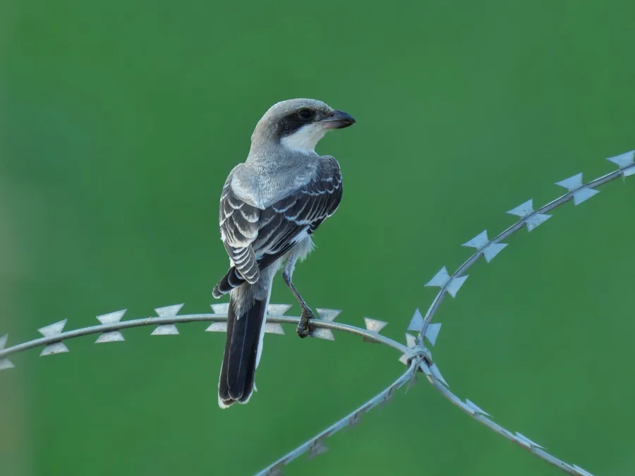 Lesser Grey Shrike