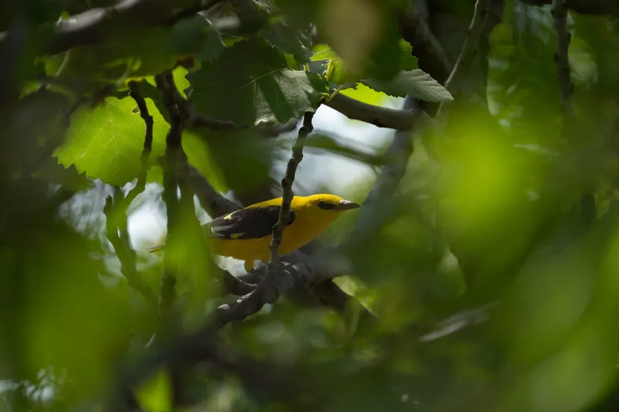 Eurasian Golden Oriole