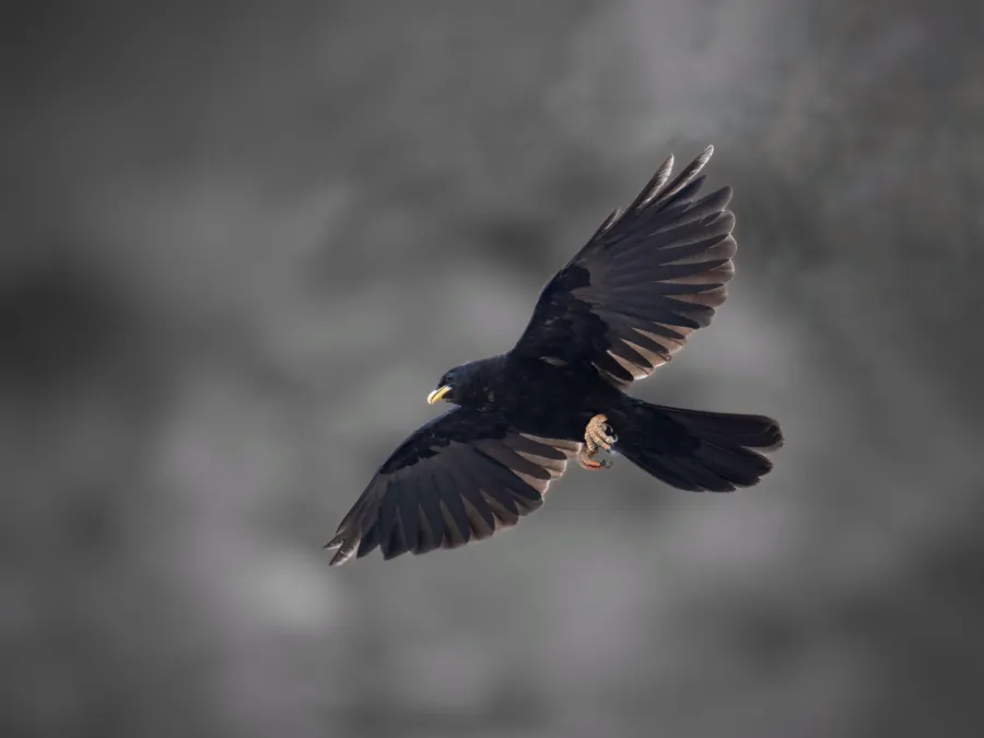 Yellow-billed Chough