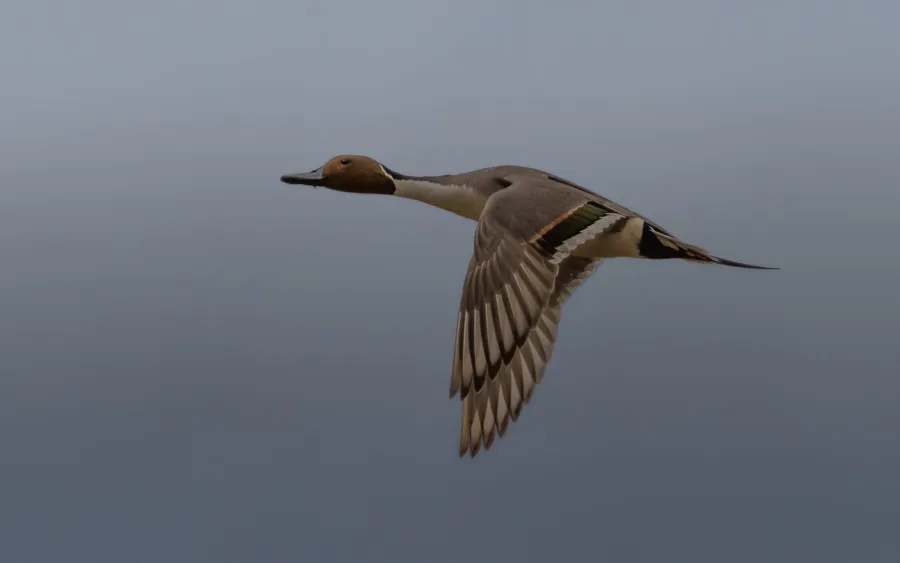 Northern Pintail