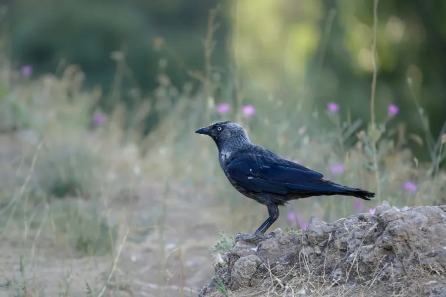 Western Jackdaw