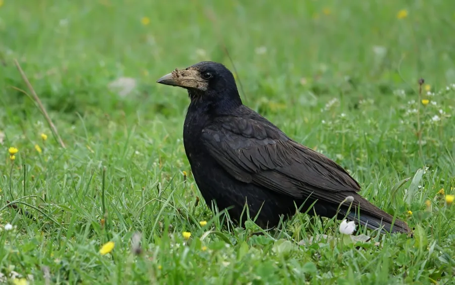 Rook