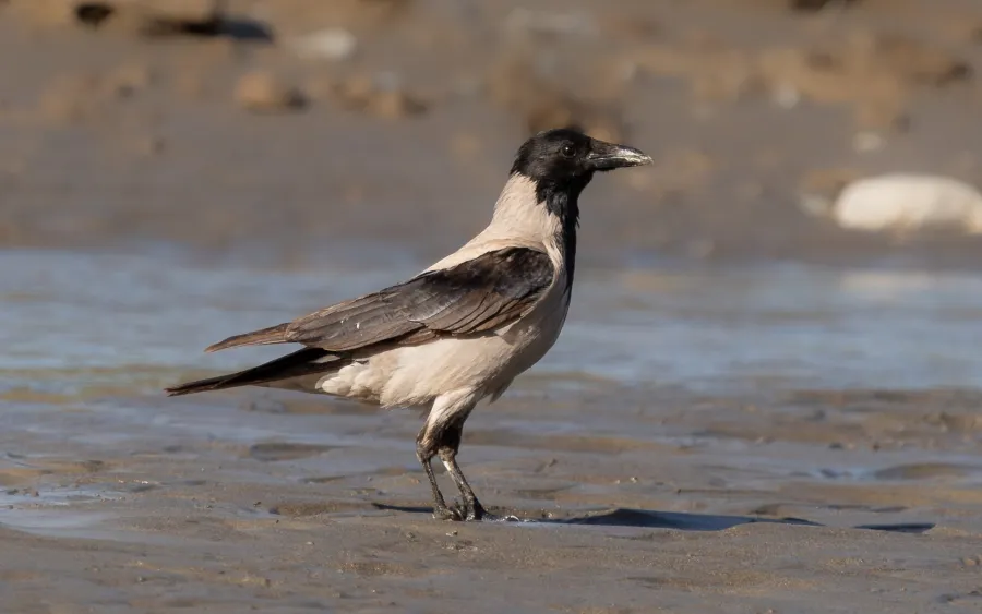 Hooded Crow