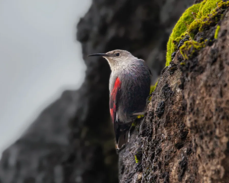 Wallcreeper