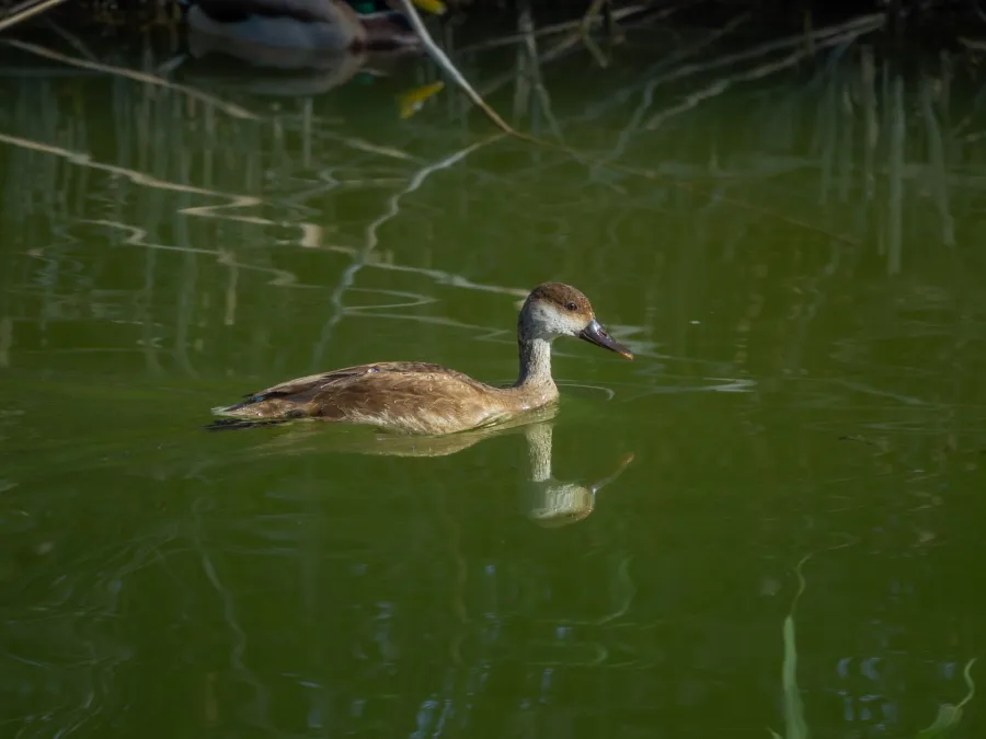 Red-crested Pochard