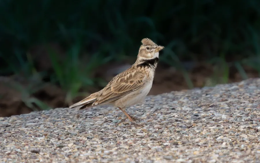 Calandra Lark