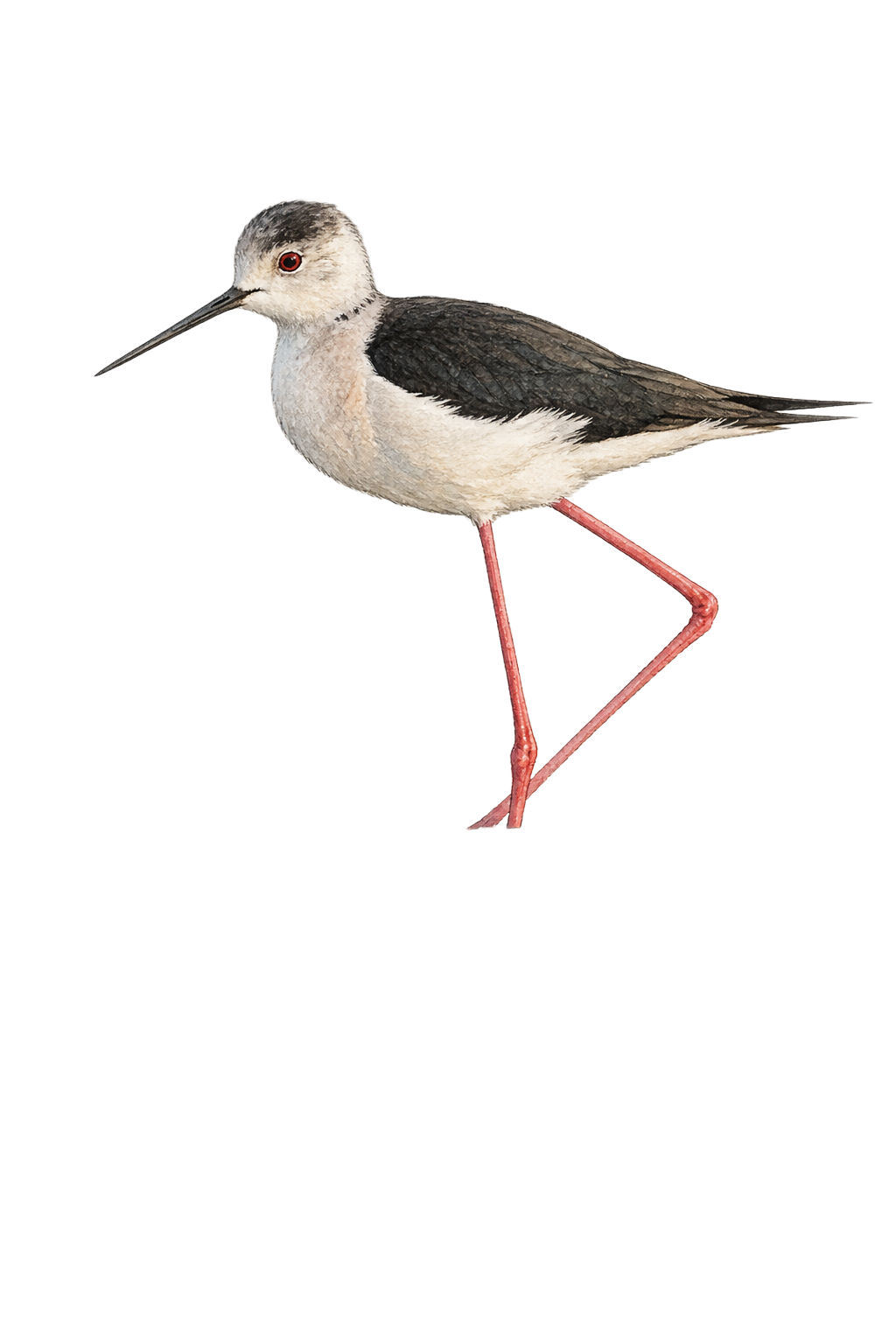 Black-winged Stilt