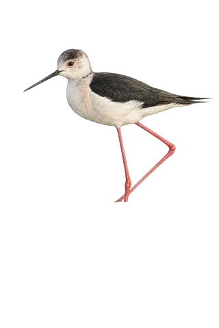 Black-winged Stilt