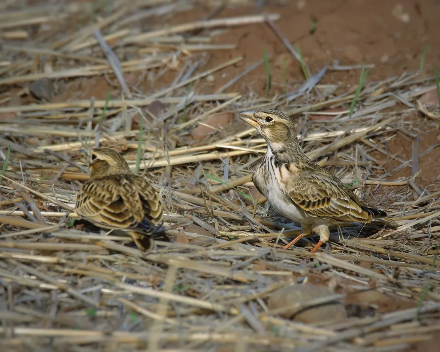 Bimaculated Lark