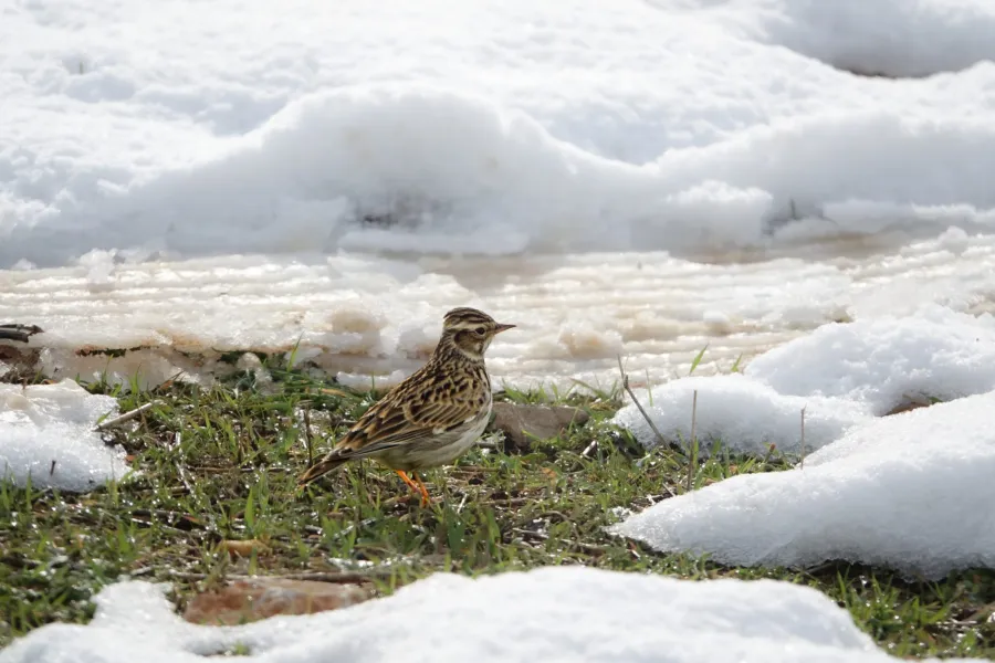 Woodlark