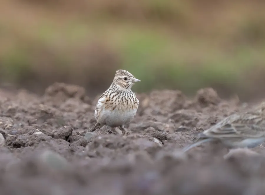 Eurasian Skylark