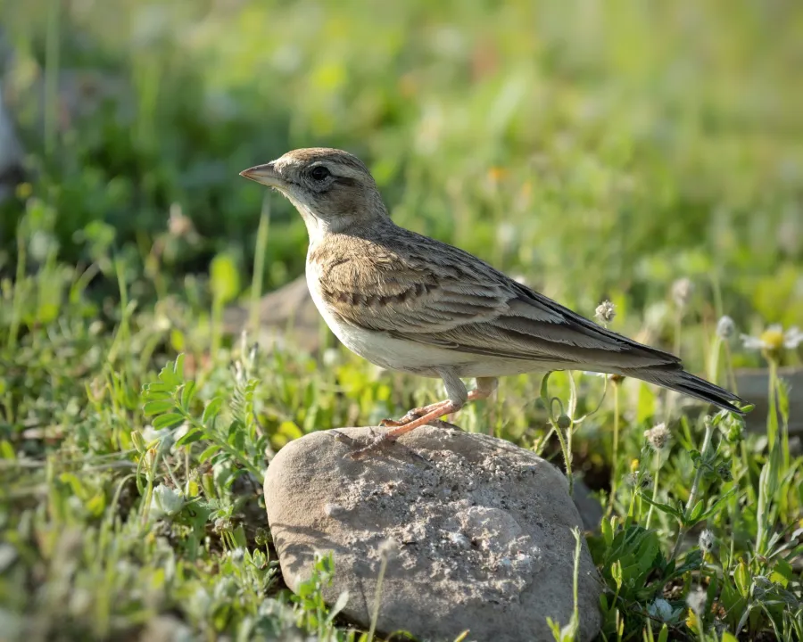 Greater Short-toed Lark