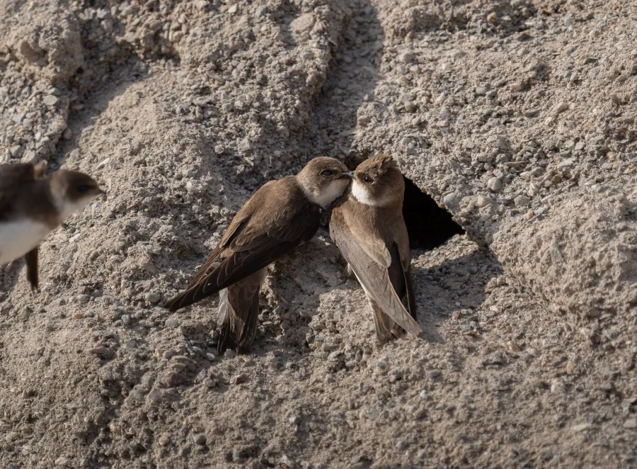 Sand Martin