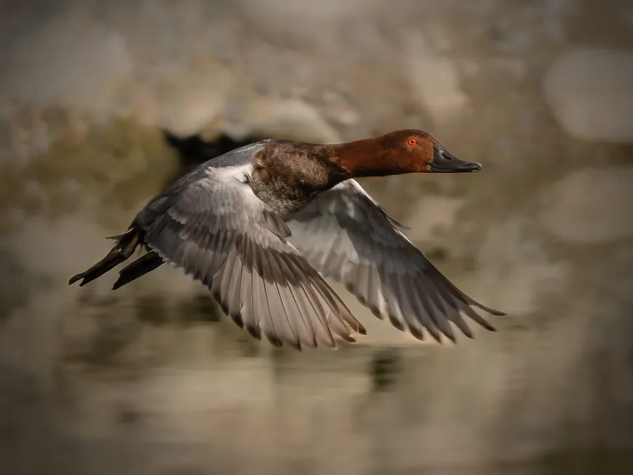 Common Pochard