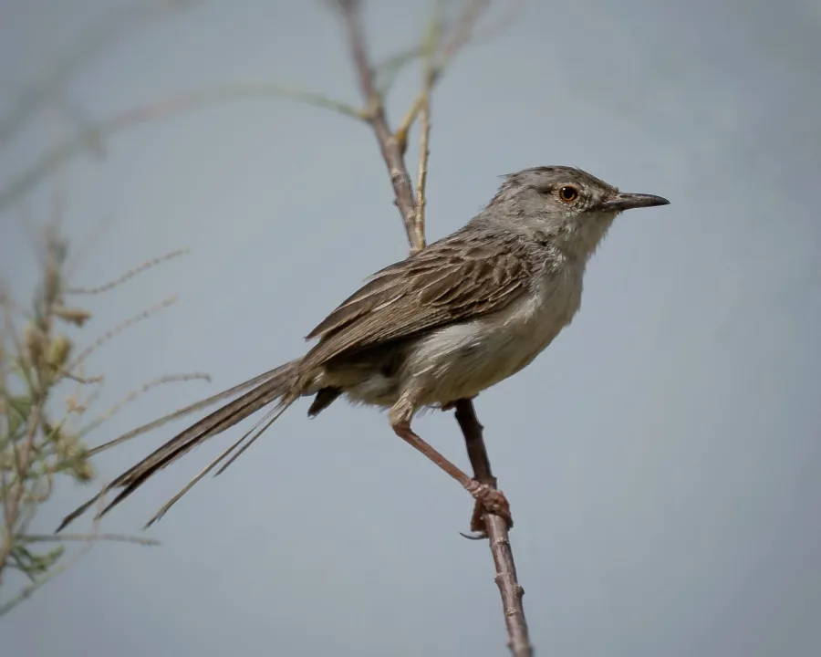 Delicate Prinia