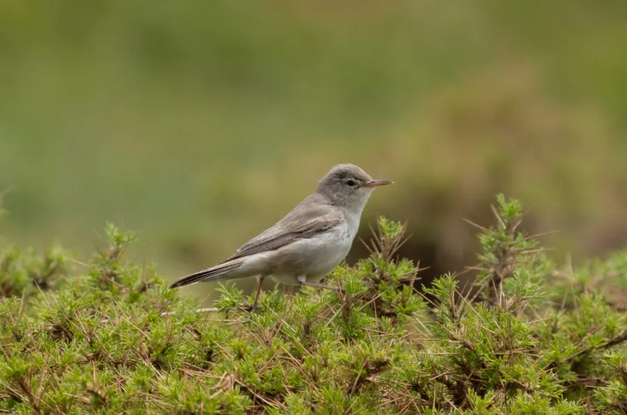 Upcher’s Warbler