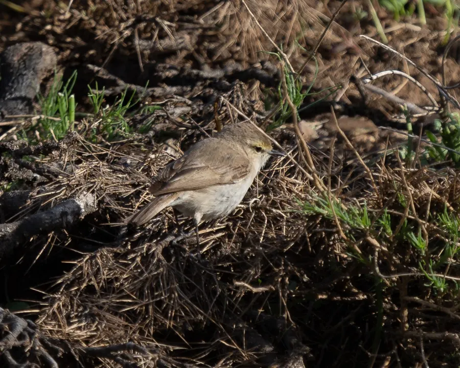 Plain Leaf Warbler