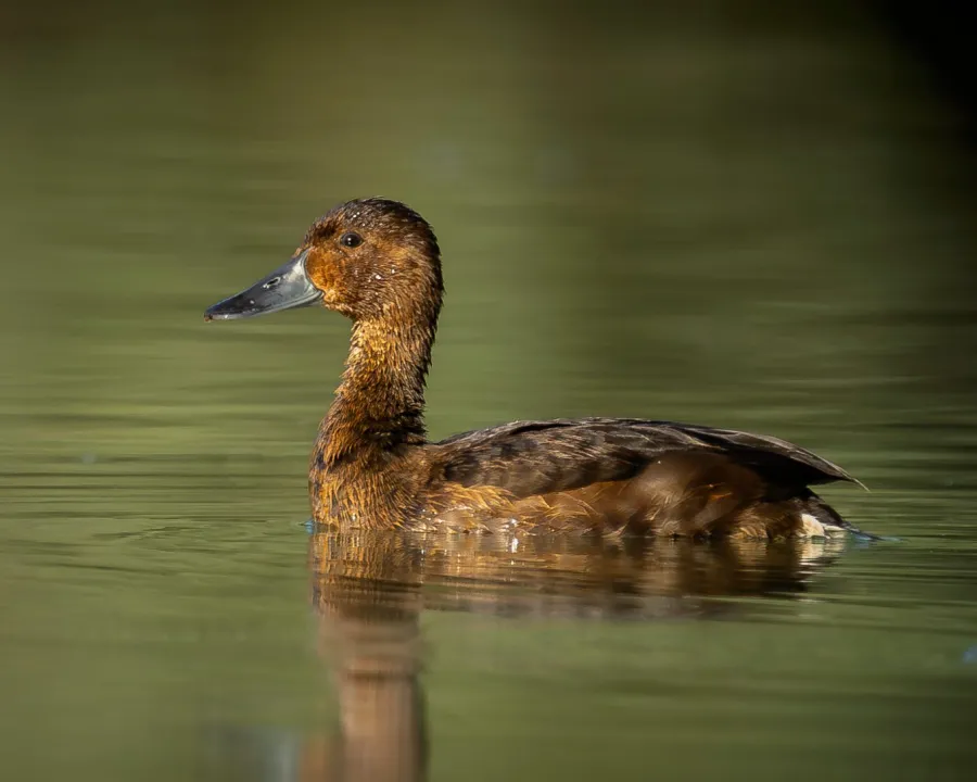 Ferruginous Duck