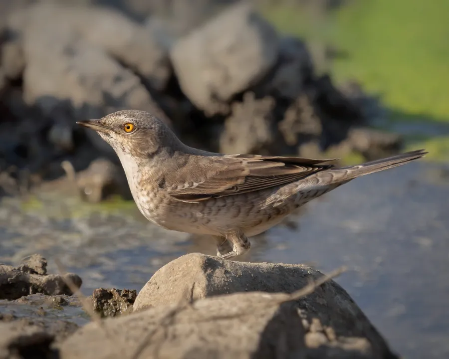 Barred Warbler