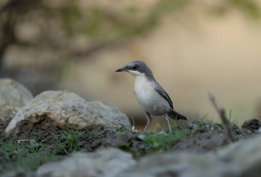 Eastern Orphean Warbler
