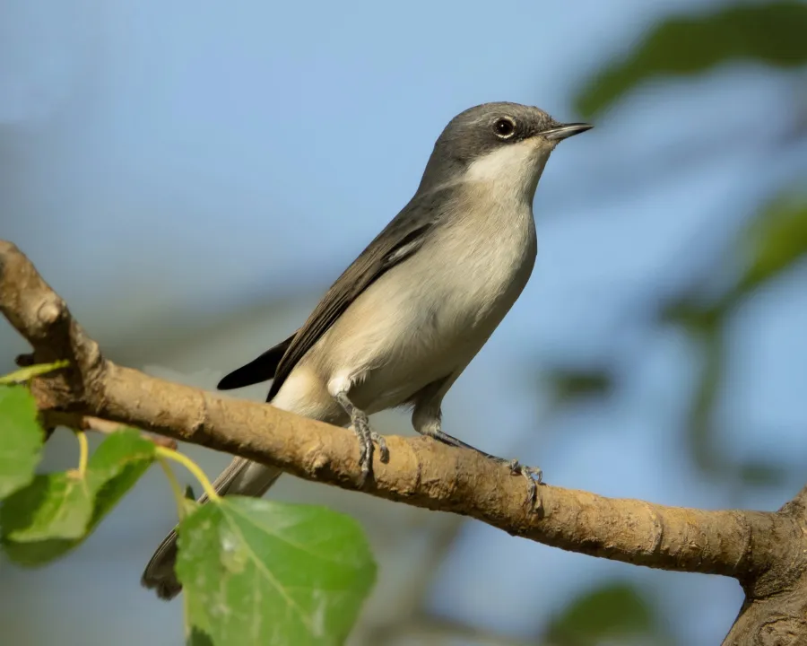 Lesser Whitethroat