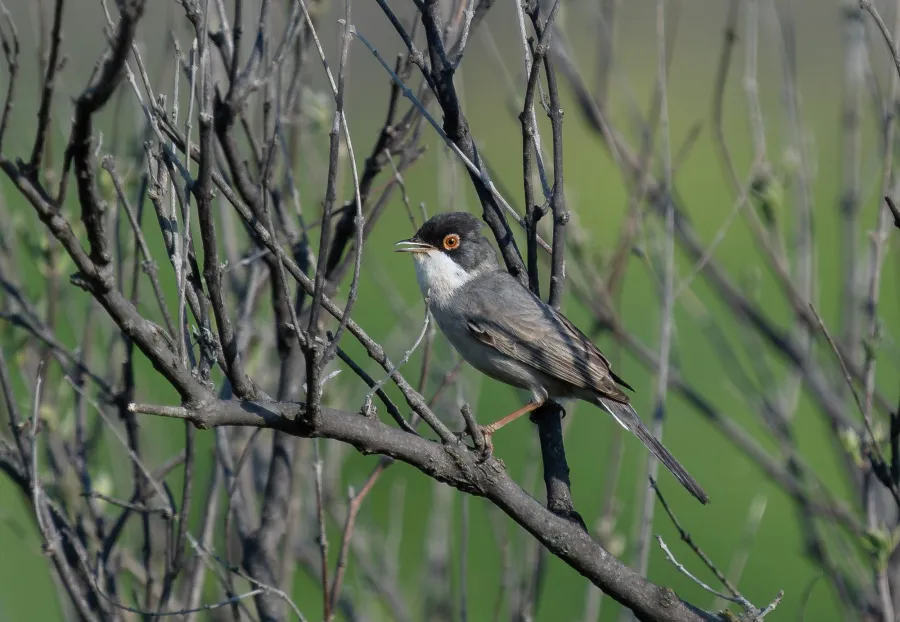 Ménétries’s Warbler