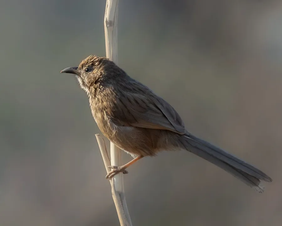 Iraq Babbler