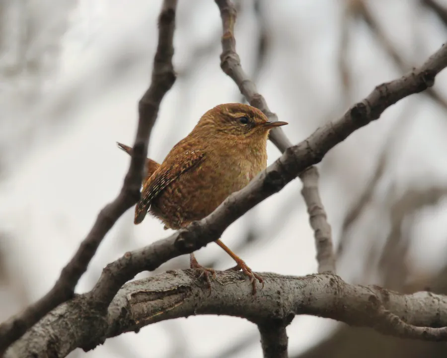 Winter Wren