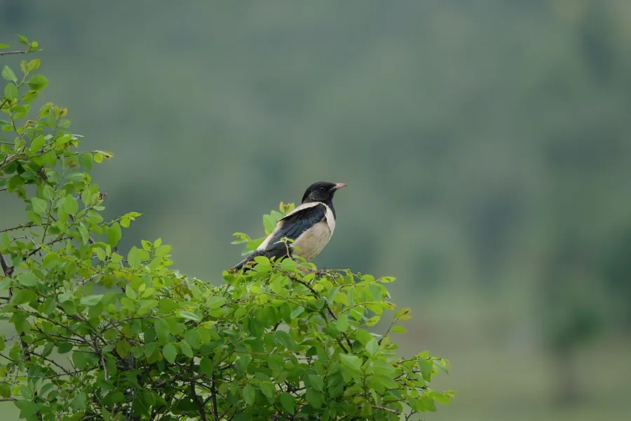 Rose-coloured Starling