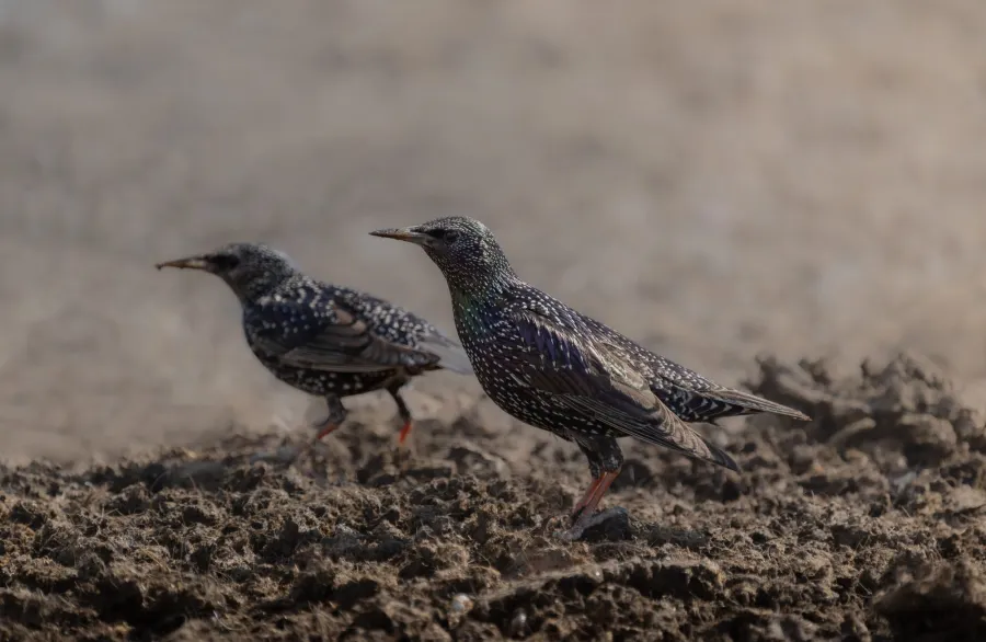 Common Starling