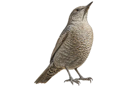 Blue Rock Thrush