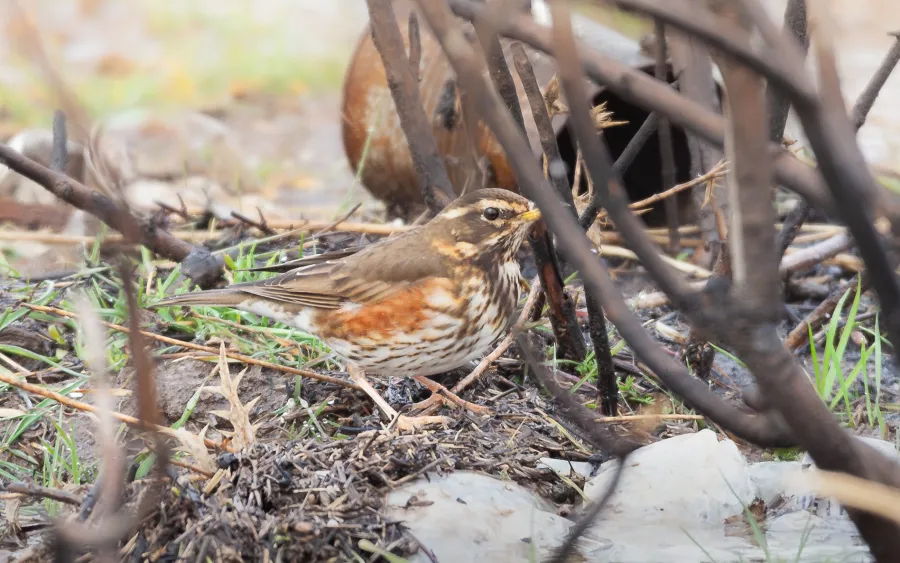 Redwing