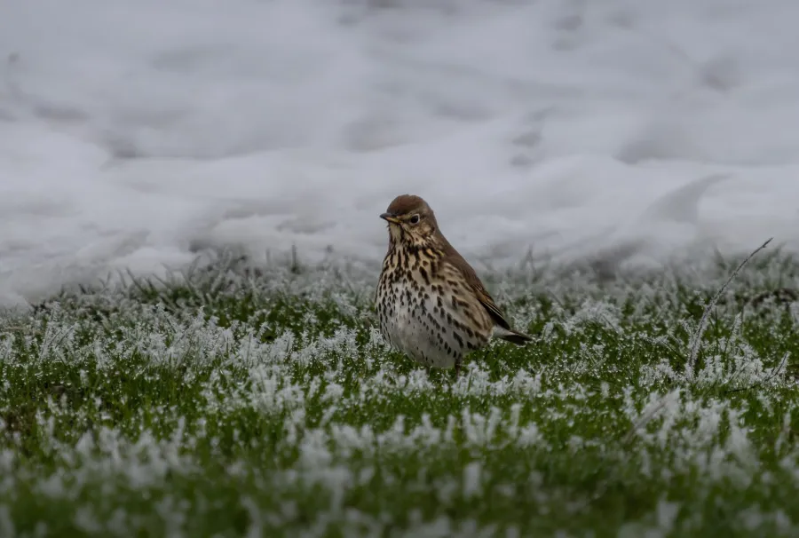 Song Thrush