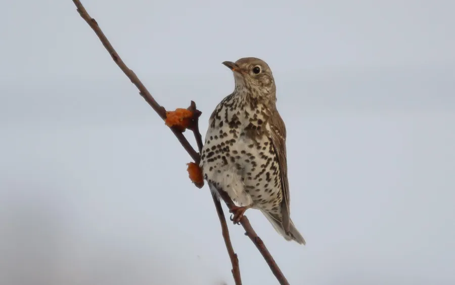 Mistle Thrush